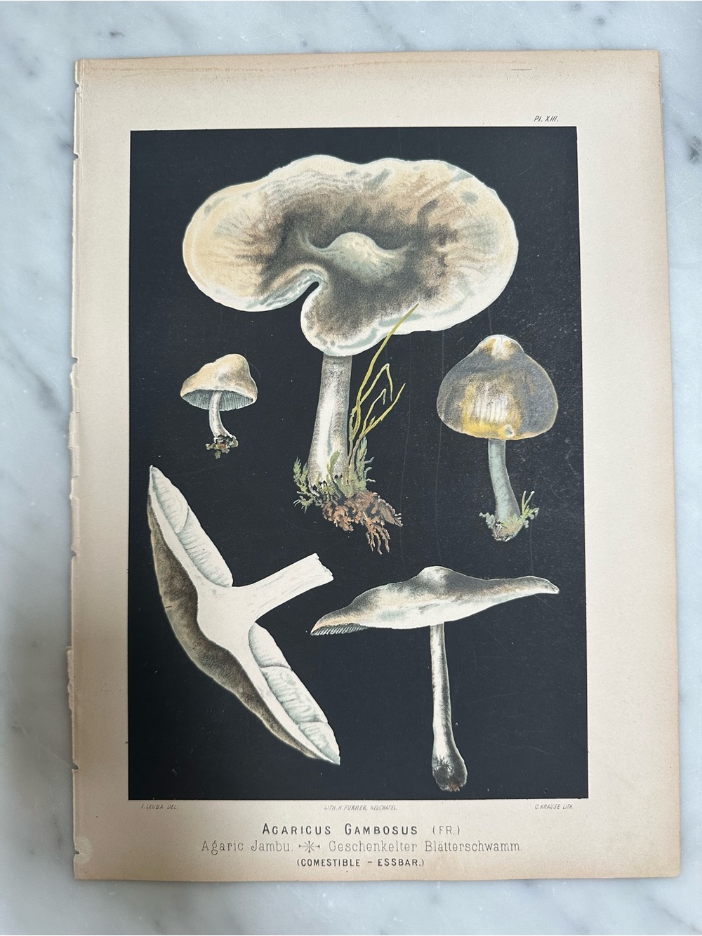1890 Fritz Leuba Mushroom Chromolithograph Plate